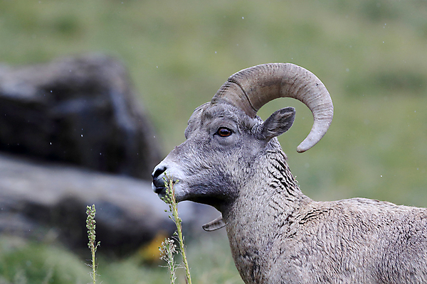 포토 JPG 해외이미지 동물 공원 남자 야생동물 여행 캐나다 곡선 포유류 자연 산 털 뿔 사람없음 옆모습 책 미국 시골 양 큼 트로피 활 사냥 오르기 양궁 북쪽 서식지 램 신발장 전국 로키산맥 해외202105 해외포토 공공시설 선 스포츠 뷰포인트 북아메리카 모션 사람 크기 방향 상_우승 생태계 파일형식