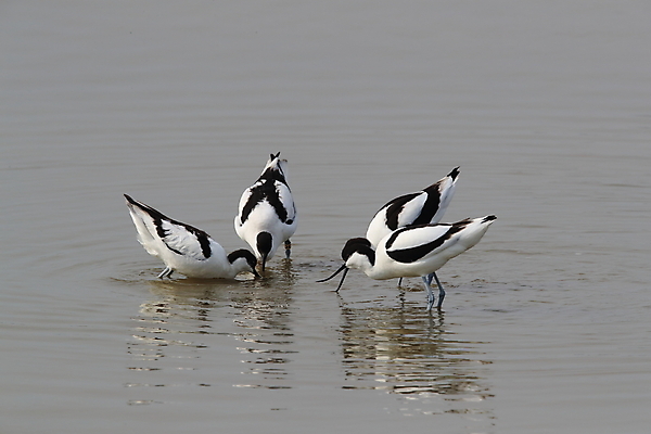 포토 JPG 해외이미지 동물 유럽 호수 야생동물 바다 곡선 조류 국립공원 종류 동양인 풍경 사람없음 물 반사 환경 검은색 흰색 그룹 습지 먹이 먹기 깃털 네덜란드 사냥 부리 진흙 철새 내추럴 동물상 해외202105 해외포토 자연요소 공원 나라 선 컬러 모션 인종 조형물 파일형식