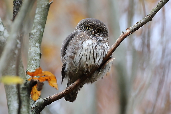포토 JPG 해외이미지 나무 유럽 야생동물 백그라운드 날개 조류 앉기 사람없음 목재 가로 갈색 노란색 환경 나뭇가지 황무지 숲 먹이 깃털 사냥 부리 육식동물 부엉이 사냥꾼 북쪽 난쟁이 집게발 해외202105 해외포토 식물 동물 직업 나라 컬러 재료 모션 방향 파일형식