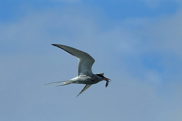 포토 JPG 해외이미지 응시 야생동물 바다 섬 날개 청소년 조류 낚시 아이슬란드 어업 사람없음 빨간색 파란색 검은색 회색 흰색 기도 자신감 우아함 북극 깃털 꼬리 부리 사냥꾼 북쪽 철새 계산서 수유 스칸디나비아 해외202105 해외포토 동물 직업 시선 감정 유럽 산업 컬러 컨셉 레저 사람 극지방 방향 파일형식