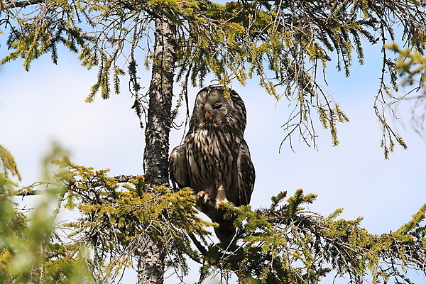 포토 JPG 해외이미지 나무 동물 1 응시 공원 백그라운드 자연 조류 스웨덴 사람없음 초록색 갈색 머리 검은색 회색 흰색 나뭇가지 닫기 고독 보호 숲 큼 먹이 신비 엿보기 깃털 명상 부리 육식동물 부엉이 사냥꾼 노려봄 스칸디나비아 웅장함 해외202105 해외포토 식물 직업 시선 공공시설 감정 컬러 컨셉 모션 표정 북유럽 신체부위 크기 생태계 파일형식