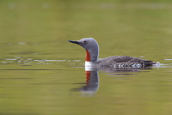 포토 JPG 해외이미지 동물 호수 야생동물 바다 날개 자연 조류 표면 영국 아이슬란드 사람없음 야외 가로 빨간색 물 여름 반사 수영 펼침 연못 서핑 잠수부 습지 몸단장 민물 변소 스칸디나비아 해외202105 해외포토 자연요소 계절 유럽 컬러 모션 수상스포츠 전문직 생태계 파일형식