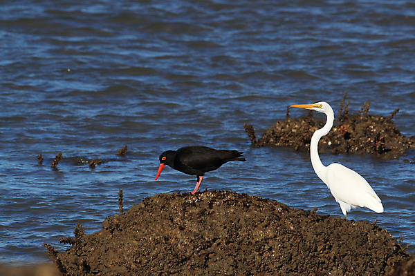 포토 JPG 해외이미지 조류 야외 물떼새 해외202105 검은머리물떼새 해외포토 동물 파일형식