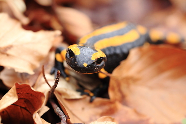 포토 JPG 해외이미지 동물 패턴 가족 불 산 종류 양서류 사람없음 초록색 파란색 노란색 검은색 프랑스 개울 동굴 플랫 숲 서식지 루마니아 불가리아 우크라이나 진짜 코르시카 해외202105 해외포토 자연요소 유럽 컬러 섬 무늬 관계 강 파일형식 남유럽