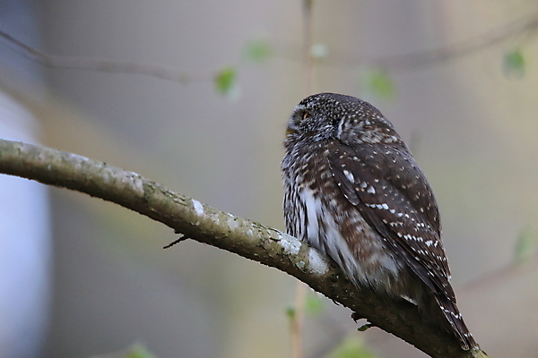 포토 JPG 해외이미지 나무 유럽 야생동물 백그라운드 날개 조류 앉기 사람없음 목재 가로 갈색 노란색 환경 나뭇가지 황무지 숲 먹이 깃털 사냥 부리 육식동물 부엉이 사냥꾼 북쪽 난쟁이 집게발 해외202105 해외포토 식물 동물 직업 나라 컬러 재료 모션 방향 파일형식