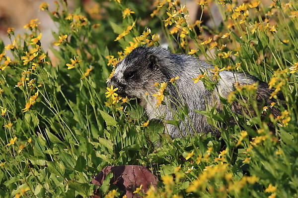 포토 JPG 해외이미지 꽃 야생동물 포유류 자국 산 털 사람없음 야외 옆모습 가로 빨간색 초록색 여름 햇빛 갈색 봄 하이킹 회색 개화 황무지 재산 호루라기 가득함 빙하 북쪽 휘파람 해외202105 해외포토 식물 동물 계절 뷰포인트 컬러 레저 금융 태양 방향 파일형식