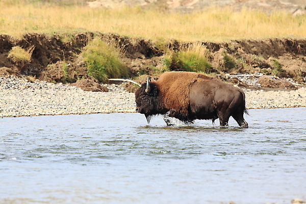 포토 JPG 해외이미지 동물 공원 도로 야생동물 이동 밭 포유류 모션 자연 조류 뿔 사람없음 야외 강 갈색 머리 미국 군중 큼 방목 들소 속도 황소 북쪽 멸종 충전 떠남 서쪽 와이오밍 전국 찰과상 해외202105 해외포토 공공시설 길 컬러 컨셉 북아메리카 농업 교통시설 사람 신체부위 소 축산업 상처 크기 방향 생태계 파일형식
