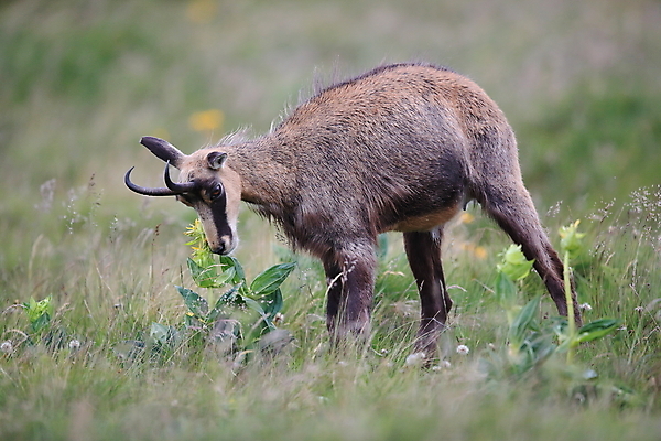 포토 JPG 해외이미지 동물 응시 유럽 야생동물 신체 포유류 휴가 산 뿔 종류 성인 사람없음 빛 컬러풀 프랑스 벚꽃 방목 보석 가득함 손목시계 즐거움 싱글 알프스 서식지 길이 내추럴 찰과상 해외202105 해외포토 시선 꽃 감정 나라 시계 컬러 장신구 사람 축산업 상처 광석 파일형식