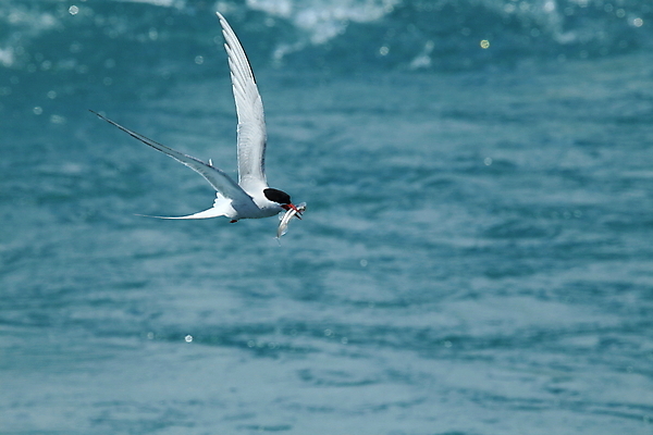 포토 JPG 해외이미지 응시 야생동물 바다 섬 날개 청소년 조류 낚시 아이슬란드 어업 사람없음 빨간색 파란색 검은색 회색 흰색 기도 자신감 우아함 북극 깃털 꼬리 부리 사냥꾼 북쪽 철새 계산서 수유 스칸디나비아 해외202105 해외포토 동물 직업 시선 감정 유럽 산업 컬러 컨셉 레저 사람 극지방 방향 파일형식