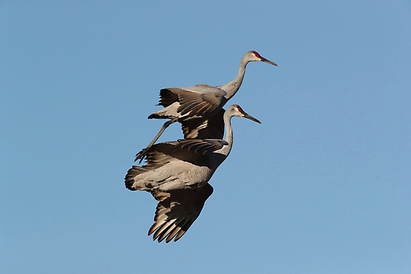 포토 JPG 해외이미지 동물 실루엣 호수 야생동물 날개 모션 조류 하늘 새로움 산 멕시코 옥수수 풍경 사람없음 빨간색 황혼 일몰 회색 연못 쌍 은색 언덕 기중기 물새 많음 수평선 해외202105 해외포토 컬러 컨셉 북아메리카 곡류 촬영기법 노을 중장비 파일형식