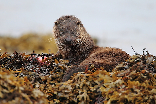 포토 JPG 해외이미지 나무 동물 유럽 얼굴 야생동물 겨울 포유류 자연 털 노르웨이 어업 사람없음 야외 물 강 갈색 머리 수영 젖음 게 관찰 닫기 묘사 코 귀 육식동물 북쪽 멸종 내추럴 동물상 해외202105 해외포토 자연요소 식물 계절 나라 산업 컬러 모션 갑각류 신체부위 조형물 수상스포츠 방향 생태계 파일형식