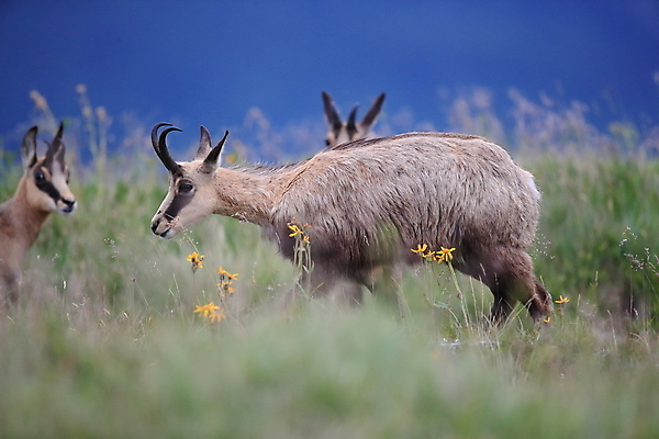 포토 JPG 해외이미지 동물 응시 유럽 야생동물 신체 포유류 휴가 산 뿔 종류 초원 성인 사람없음 빛 컬러풀 프랑스 벚꽃 방목 보석 가득함 손목시계 즐거움 싱글 알프스 서식지 길이 내추럴 찰과상 해외202105 해외포토 시선 꽃 감정 나라 시계 컬러 장신구 사람 축산업 상처 광석 파일형식