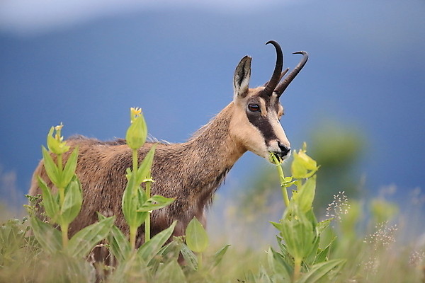 포토 JPG 해외이미지 동물 응시 유럽 야생동물 신체 포유류 휴가 산 뿔 종류 초원 성인 사람없음 빛 컬러풀 프랑스 벚꽃 방목 보석 가득함 손목시계 즐거움 싱글 알프스 서식지 길이 내추럴 찰과상 해외202105 해외포토 시선 꽃 감정 나라 시계 컬러 장신구 사람 축산업 상처 광석 파일형식