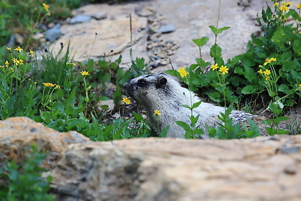 포토 JPG 해외이미지 꽃 야생동물 포유류 자국 산 털 사람없음 야외 옆모습 가로 빨간색 초록색 여름 햇빛 갈색 봄 하이킹 회색 개화 황무지 재산 호루라기 가득함 빙하 북쪽 휘파람 해외202105 해외포토 식물 동물 계절 뷰포인트 컬러 레저 금융 태양 방향 파일형식