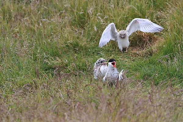 포토 JPG 해외이미지 동물 응시 야생동물 바다 섬 청소년 갈매기 조류 잉글랜드 병아리 아이슬란드 어업 사람없음 빨간색 흰색 아기 관찰 황무지 둥지 공격 북극 깃털 북쪽 철새 대서양 공격적 동물상 스칸디나비아 해외202105 해외포토 시선 유럽 산업 컬러 컨셉 모션 영국 사람 조형물 극지방 방향 파일형식