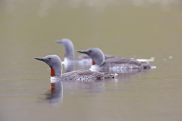 포토 JPG 해외이미지 동물 호수 야생동물 바다 날개 자연 조류 표면 영국 아이슬란드 사람없음 야외 가로 빨간색 물 여름 반사 수영 펼침 연못 서핑 잠수부 습지 몸단장 민물 변소 스칸디나비아 해외202105 해외포토 자연요소 계절 유럽 컬러 모션 수상스포츠 전문직 생태계 파일형식