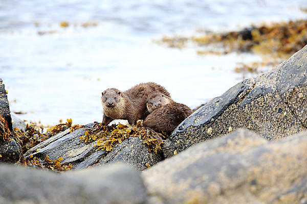 포토 JPG 해외이미지 나무 동물 유럽 얼굴 야생동물 겨울 포유류 자연 털 노르웨이 어업 사람없음 야외 물 강 갈색 머리 수영 젖음 게 관찰 닫기 묘사 코 귀 육식동물 북쪽 멸종 내추럴 동물상 해외202105 해외포토 자연요소 식물 계절 나라 산업 컬러 모션 갑각류 신체부위 조형물 수상스포츠 방향 생태계 파일형식