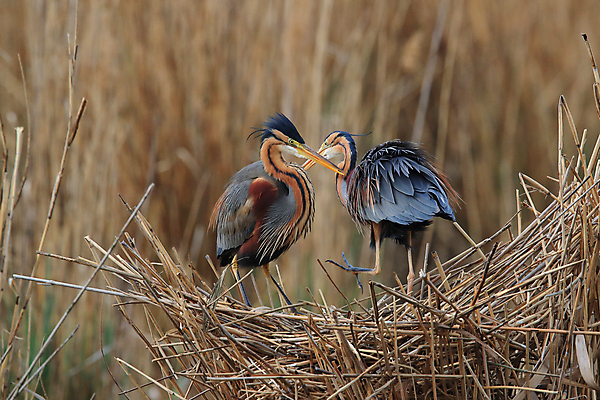 포토 JPG 해외이미지 주간 식물 동물 1 야생동물 백그라운드 신체 자연 조류 아침 독일 갈대 풍경 성인 사람없음 야외 물 여름 파란색 햇빛 갈색 보라색 회색 쌍 둥지 왜가리 가득함 길이 내추럴 기르기 동물상 현실 접근 해외202105 해외포토 자연요소 계절 유럽 컬러 사람 태양 조형물 생태계 돌봄 파일형식
