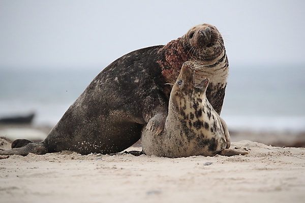 포토 JPG 해외이미지 동물 척추동물 커플 야생동물 모래 바다 포유류 자연 영국 사랑 사람없음 야외 다양 진화 보호 먹이 모래언덕 생태계 생물학 육식동물 내추럴 생태학 왕국 생존 해외202105 해외포토 교육 감정 유럽 다수 컨셉 관계 소방 언덕 파일형식