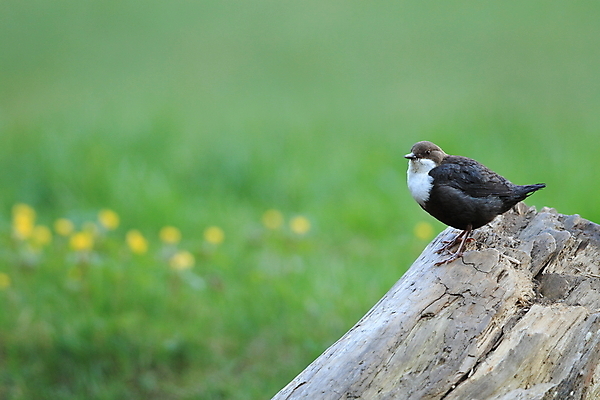 포토 JPG 해외이미지 동물 유럽 야생동물 음식 곤충 날개 청소년 자연 조류 이끼 앉기 사람없음 물 강 반사 갈색 점프 봄 폭포 흐름 바위 흰색 개울 잠수부 먹이 속도 국자 다이빙 부리 내추럴 깊이 해외202105 해외포토 자연요소 계절 나라 컬러 컨셉 모션 주방용품 사람 수영 돌_바위 전문직 생태계 수중스포츠 파일형식