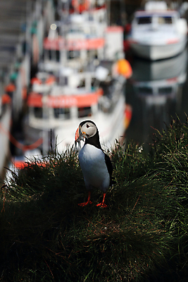 포토 JPG 해외이미지 유럽 2 자연 조류 아이슬란드 어류 서기 앉기 사람없음 가로 컬러풀 깃털 언덕 부리 대서양 남쪽 계산서 식민지 헤드랜드 해외202105 해외포토 동물 나라 바다 컬러 모션 수중동물 방향 생태계 파일형식