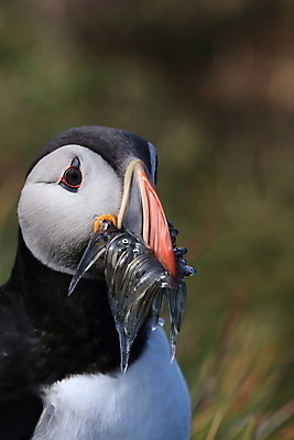 포토 JPG 해외이미지 유럽 2 자연 조류 아이슬란드 어류 서기 앉기 사람없음 가로 컬러풀 깃털 언덕 부리 대서양 남쪽 계산서 식민지 헤드랜드 해외202105 해외포토 동물 나라 바다 컬러 모션 수중동물 방향 생태계 파일형식