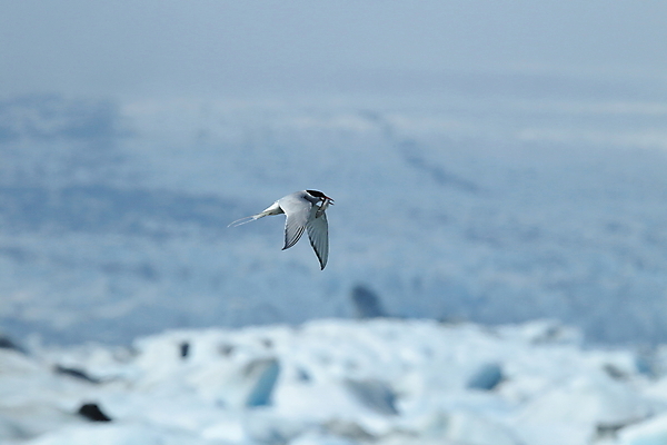 포토 JPG 해외이미지 응시 야생동물 바다 섬 날개 청소년 조류 낚시 아이슬란드 어업 사람없음 빨간색 파란색 검은색 회색 흰색 기도 자신감 우아함 북극 깃털 꼬리 부리 사냥꾼 북쪽 철새 계산서 수유 스칸디나비아 해외202105 해외포토 동물 직업 시선 감정 유럽 산업 컬러 컨셉 레저 사람 극지방 방향 파일형식