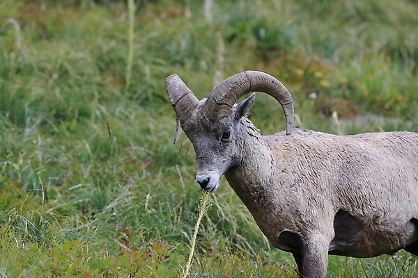 포토 JPG 해외이미지 동물 공원 남자 야생동물 여행 캐나다 곡선 포유류 자연 산 털 뿔 사람없음 옆모습 책 미국 시골 양 큼 트로피 활 사냥 오르기 양궁 북쪽 서식지 램 신발장 전국 로키산맥 해외202105 해외포토 공공시설 선 스포츠 뷰포인트 북아메리카 모션 사람 크기 방향 상_우승 생태계 파일형식