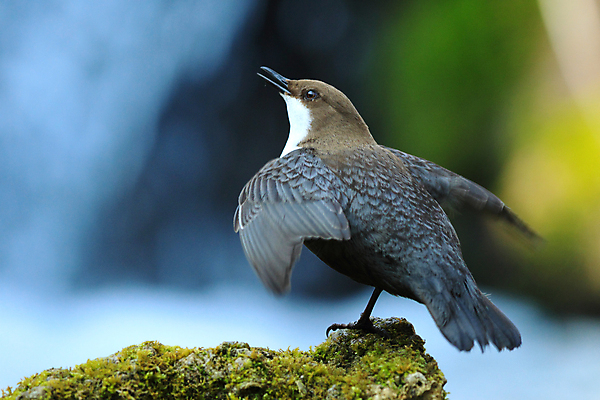 포토 JPG 해외이미지 동물 유럽 야생동물 음식 곤충 날개 청소년 자연 조류 이끼 앉기 사람없음 물 강 반사 갈색 점프 봄 폭포 흐름 바위 흰색 개울 잠수부 먹이 속도 국자 다이빙 부리 내추럴 깊이 해외202105 해외포토 자연요소 계절 나라 컬러 컨셉 모션 주방용품 사람 수영 돌_바위 전문직 생태계 수중스포츠 파일형식