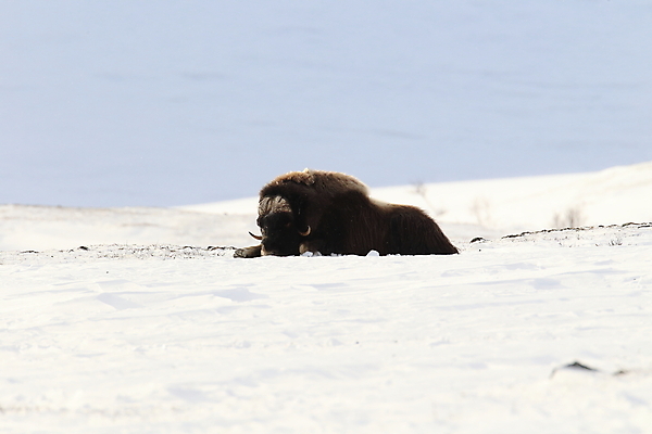 포토 JPG 해외이미지 동물 공원 얼굴 야생동물 산 뿔 노르웨이 사람없음 얼음 힘 추위 분노 소 보호 큼 북극 황소 싸움 서리 폭풍 북쪽 거인 알래스카 양모 고립 동물상 스칸디나비아 혼자 힘찬 해외202105 해외포토 자연요소 공공시설 감정 유럽 컨셉 포유류 모션 날씨 신체부위 조형물 미국 직물 크기 극지방 방향 파일형식