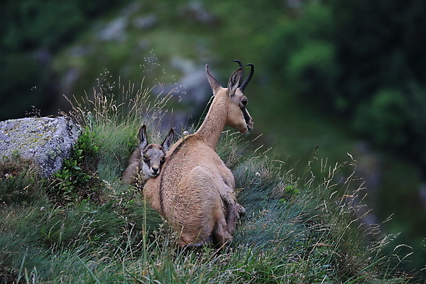 포토 JPG 해외이미지 동물 응시 유럽 야생동물 신체 포유류 휴가 산 뿔 종류 성인 사람없음 빛 컬러풀 프랑스 벚꽃 방목 보석 가득함 손목시계 즐거움 싱글 알프스 서식지 길이 내추럴 찰과상 해외202105 해외포토 시선 꽃 감정 나라 시계 컬러 장신구 사람 축산업 상처 광석 파일형식