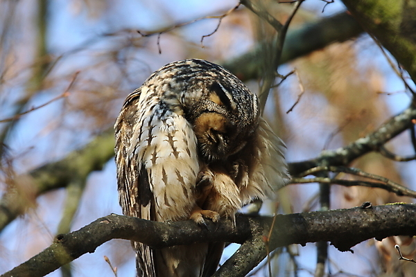 포토 JPG 해외이미지 나무 동물 응시 공원 여자 남자 야생동물 자연 조류 앉기 사람없음 목재 초록색 봄 덮개 숲 먹이 심볼 사냥 귀 육식동물 자작나무 동물상 옛날 해외202105 해외포토 식물 시선 계절 공공시설 컬러 재료 모션 사람 신체부위 조형물 뚜껑 생태계 파일형식