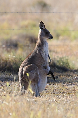 포토 JPG 해외이미지 동물 응시 공원 야생동물 포유류 자연 엄마 털 서기 풍경 사람없음 야외 초록색 여름 갈색 점프 권투 회색 아기 관찰 황무지 달콤 호주 숲 귀 캥거루 동쪽 내추럴 경보 동물상 오지 파우치 해외202105 해외포토 시선 계절 공공시설 컬러 가방 가족 모션 사람 신체부위 조형물 격투기 오세아니아 맛 방향 생태계 파일형식