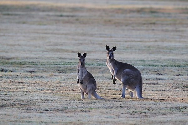 포토 JPG 해외이미지 동물 응시 공원 야생동물 포유류 자연 엄마 털 서기 풍경 사람없음 야외 초록색 여름 갈색 점프 권투 회색 아기 관찰 황무지 달콤 호주 숲 귀 캥거루 동쪽 내추럴 경보 동물상 오지 파우치 해외202105 해외포토 시선 계절 공공시설 컬러 가방 가족 모션 사람 신체부위 조형물 격투기 오세아니아 맛 방향 생태계 파일형식