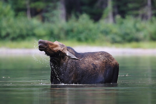 포토 JPG 해외이미지 동물 1 공원 여자 음료 야생동물 새끼 북아메리카 포유류 자연 뿔 국립공원 사람없음 야외 초록색 물 환경 수영 미국 연못 빙하 내추럴 송아지 수유 해외202105 해외포토 자연요소 공공시설 컬러 아메리카 사람 수상스포츠 소 생태계 파일형식