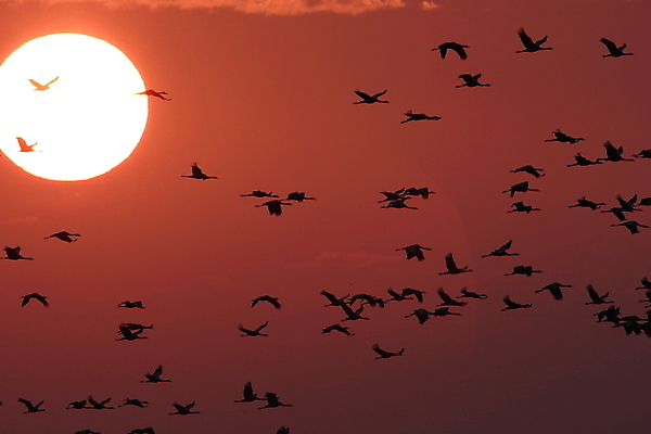포토 JPG 해외이미지 동물 계절 실루엣 야생동물 이동 날개 자연 조류 하늘 날씨 사람없음 야외 계곡 일몰 새벽 회색 흰색 기중기 북쪽 이륙 철새 동물상 이스라엘 많음 해외202105 해외포토 자연요소 컬러 컨셉 촬영기법 조형물 노을 중장비 방향 생태계 서아시아 파일형식
