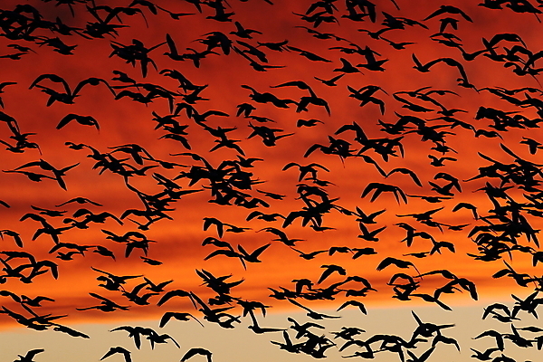 포토 JPG 해외이미지 동물 호수 야생동물 이동 겨울 날개 자연 조류 하늘 사람없음 야외 빨간색 물 파란색 검은색 봄 흰색 시골 그룹 우아함 군중 깃털 사냥 거위 물새 철새 뉴멕시코 해외202105 해외포토 자연요소 계절 컬러 컨셉 사람 생태계 파일형식