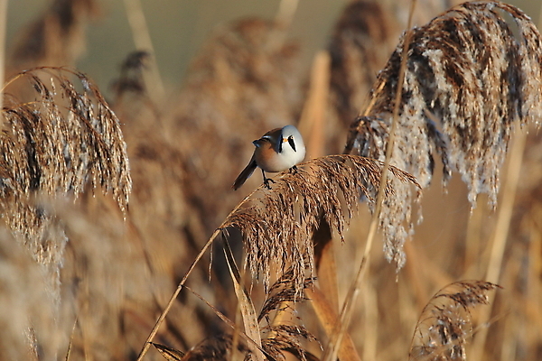 포토 JPG 해외이미지 동물 1 야생동물 밭 자연 조류 독일 갈대 서기 앉기 사람없음 야외 옆모습 칼날 닫기 선택 저녁 가득함 싱글 길이 깊이 해외202105 해외포토 식물 유럽 뷰포인트 컨셉 농업 모션 야간 생태계 파일형식