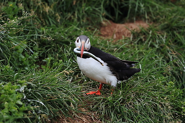 포토 JPG 해외이미지 유럽 2 자연 조류 아이슬란드 어류 서기 앉기 사람없음 가로 컬러풀 깃털 언덕 부리 대서양 남쪽 계산서 식민지 헤드랜드 해외202105 해외포토 동물 나라 바다 컬러 모션 수중동물 방향 생태계 파일형식