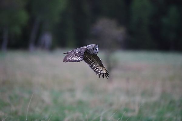 포토 JPG 해외이미지 주간 동물 척추동물 한마리 응시 유럽 야생동물 자연 조류 스웨덴 사람없음 야외 가로 노란색 회색 큼 먹이 깃털 부엉이 경보 동물상 스칸디나비아 해외202105 해외포토 자연요소 1 시선 나라 컬러 북유럽 조형물 크기 생태계 파일형식