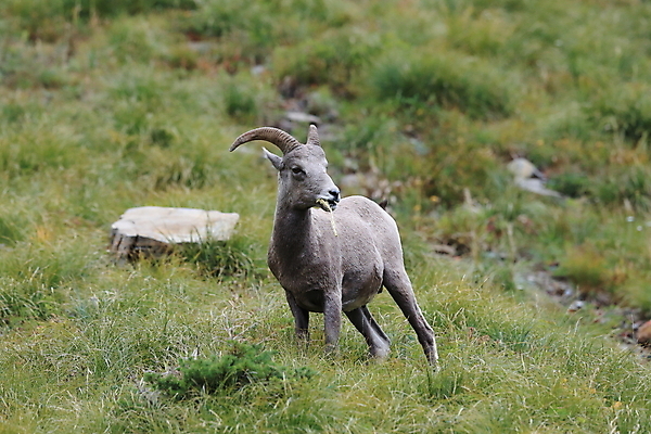 포토 JPG 해외이미지 동물 공원 남자 야생동물 여행 캐나다 곡선 포유류 자연 산 털 뿔 사람없음 옆모습 책 미국 시골 양 큼 트로피 활 사냥 오르기 양궁 북쪽 서식지 램 신발장 전국 로키산맥 해외202105 해외포토 공공시설 선 스포츠 뷰포인트 북아메리카 모션 사람 크기 방향 상_우승 생태계 파일형식