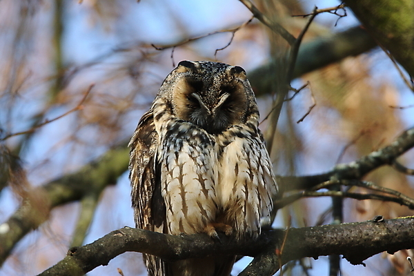 포토 JPG 해외이미지 나무 동물 응시 공원 여자 남자 야생동물 자연 조류 앉기 사람없음 목재 초록색 봄 덮개 숲 먹이 심볼 사냥 귀 육식동물 자작나무 동물상 옛날 해외202105 해외포토 식물 시선 계절 공공시설 컬러 재료 모션 사람 신체부위 조형물 뚜껑 생태계 파일형식