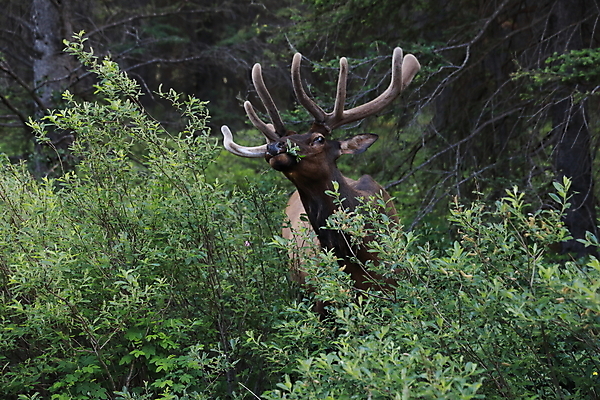 포토 JPG 해외이미지 동물 공원 남자 야생동물 캐나다 밭 포유류 자연 사슴 산 뿔 풍경 초원 사람없음 야외 초록색 갈색 숲 큼 먹이 먹기 바퀴자국 황소 사냥 내추럴 밴프 앨버타 엘크 웅장함 전국 로키산맥 그리너리 해외202105 해외포토 공공시설 컬러 북아메리카 농업 자국 모션 사람 소 크기 생태계 파일형식 트랜드컬러