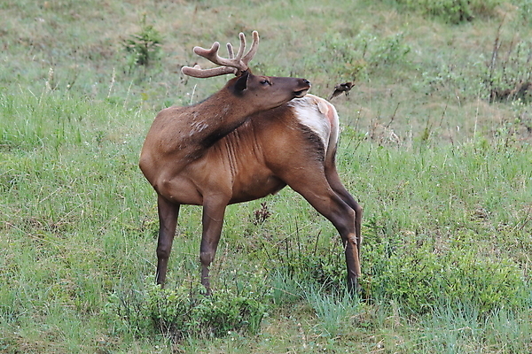 포토 JPG 해외이미지 동물 공원 여자 남자 야생동물 캐나다 날개 포유류 자연 조류 사슴 산 앉기 초원 사람없음 야외 환경 달러 가을 게임 황무지 군중 큼 바퀴자국 깃털 황소 사냥 서식지 동물상 밴프 분배 앨버타 엘크 전국 해외202105 해외포토 계절 공공시설 돈 북아메리카 자국 모션 놀이 사람 조형물 소 크기 생태계 파일형식