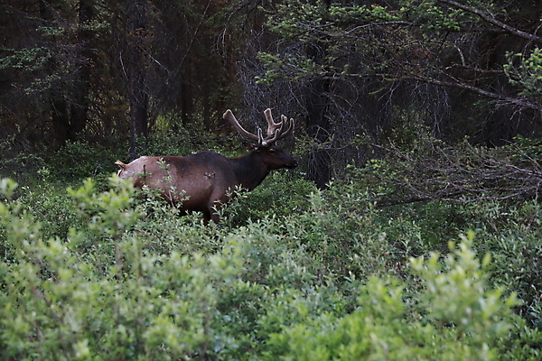포토 JPG 해외이미지 동물 공원 남자 야생동물 캐나다 밭 포유류 자연 사슴 산 뿔 풍경 초원 사람없음 야외 초록색 갈색 숲 큼 먹이 먹기 바퀴자국 황소 사냥 내추럴 밴프 앨버타 엘크 웅장함 전국 로키산맥 그리너리 해외202105 해외포토 공공시설 컬러 북아메리카 농업 자국 모션 사람 소 크기 생태계 파일형식 트랜드컬러