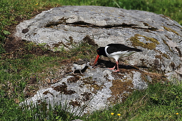포토 JPG 해외이미지 조류 야외 물떼새 해외202105 검은머리물떼새 해외포토 동물 파일형식