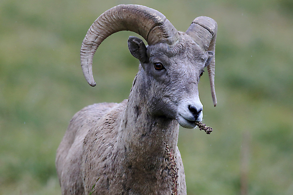 포토 JPG 해외이미지 동물 공원 남자 야생동물 여행 캐나다 곡선 포유류 자연 산 털 뿔 사람없음 옆모습 책 미국 시골 양 큼 트로피 활 사냥 오르기 양궁 북쪽 서식지 램 신발장 전국 로키산맥 해외202105 해외포토 공공시설 선 스포츠 뷰포인트 북아메리카 모션 사람 크기 방향 상_우승 생태계 파일형식