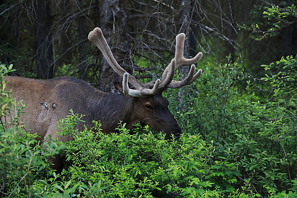 포토 JPG 해외이미지 동물 공원 남자 야생동물 캐나다 밭 포유류 자연 사슴 산 뿔 풍경 초원 사람없음 야외 초록색 갈색 숲 큼 먹이 먹기 바퀴자국 황소 사냥 내추럴 밴프 앨버타 엘크 웅장함 전국 로키산맥 그리너리 해외202105 해외포토 공공시설 컬러 북아메리카 농업 자국 모션 사람 소 크기 생태계 파일형식 트랜드컬러