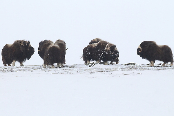 포토 JPG 해외이미지 동물 공원 얼굴 야생동물 산 뿔 노르웨이 사람없음 얼음 힘 추위 분노 소 보호 큼 북극 황소 싸움 서리 폭풍 북쪽 거인 알래스카 양모 고립 동물상 스칸디나비아 혼자 힘찬 해외202105 해외포토 자연요소 공공시설 감정 유럽 컨셉 포유류 모션 날씨 신체부위 조형물 미국 직물 크기 극지방 방향 파일형식