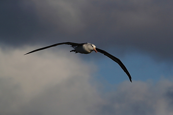 포토 JPG 해외이미지 동물 구름 섬 여행 모션 조류 하늘 영국 독일 사람없음 빨간색 흰색 남아메리카 우아함 남극 북극 역동적 부리 육식동물 대서양 다도해 해외202105 해외포토 자연요소 유럽 바다 컬러 컨셉 아메리카 극지방 파일형식